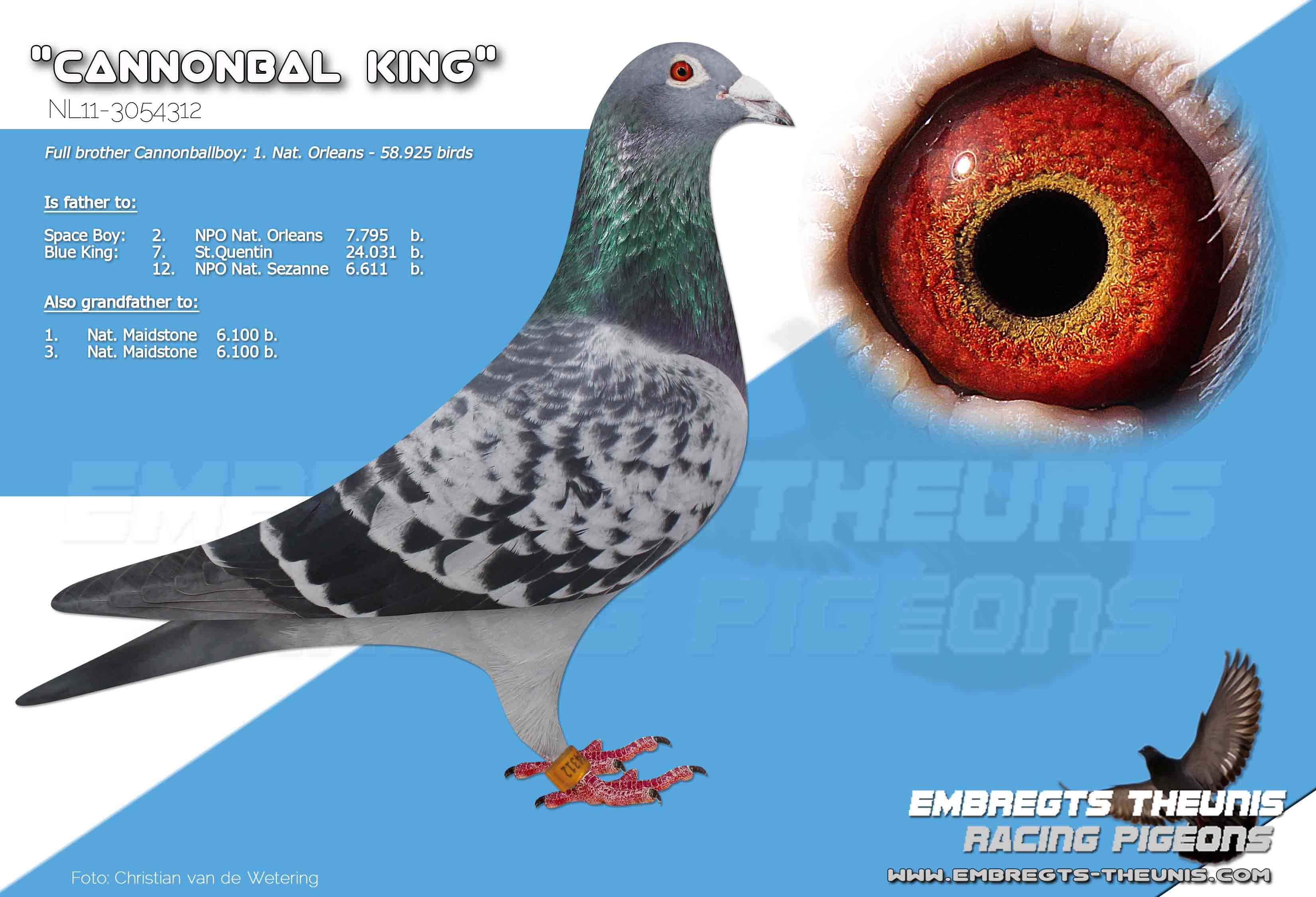 Cannonbal-King-NL11-3054312