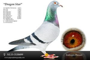 Dragon-Star-NL15-3530499