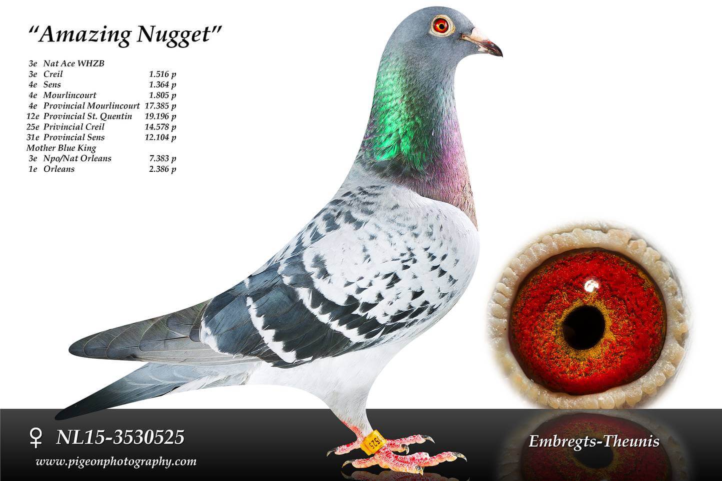 Amazing-Nugget-NL15-3530525